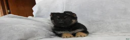 German Shepherd dogs for sale: Charlie - Ad 4