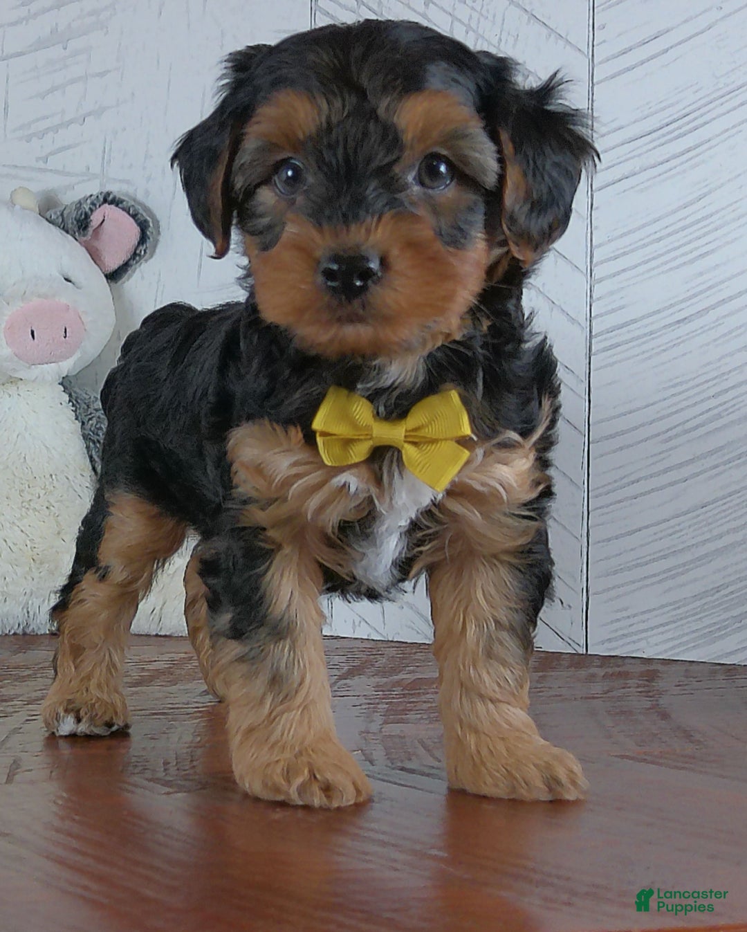 Yorkiepoo dogs for sale: Jase - Ad 2
