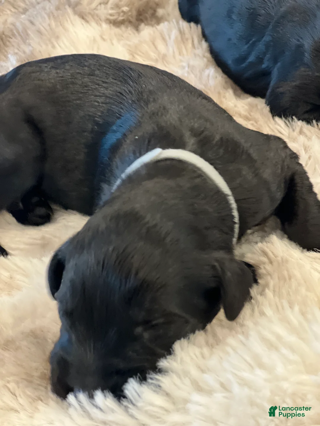 Giant Schnauzer dogs for sale: Eleanor  - Ad 1