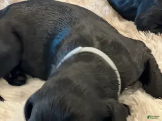 Giant Schnauzer dogs Eleanor - Ad 12