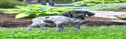 German Shorthaired Pointer dogs for sale: Prince   - Ad 4
