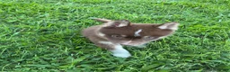 Pomsky dogs for sale: Pomsky 3 - Ad 4