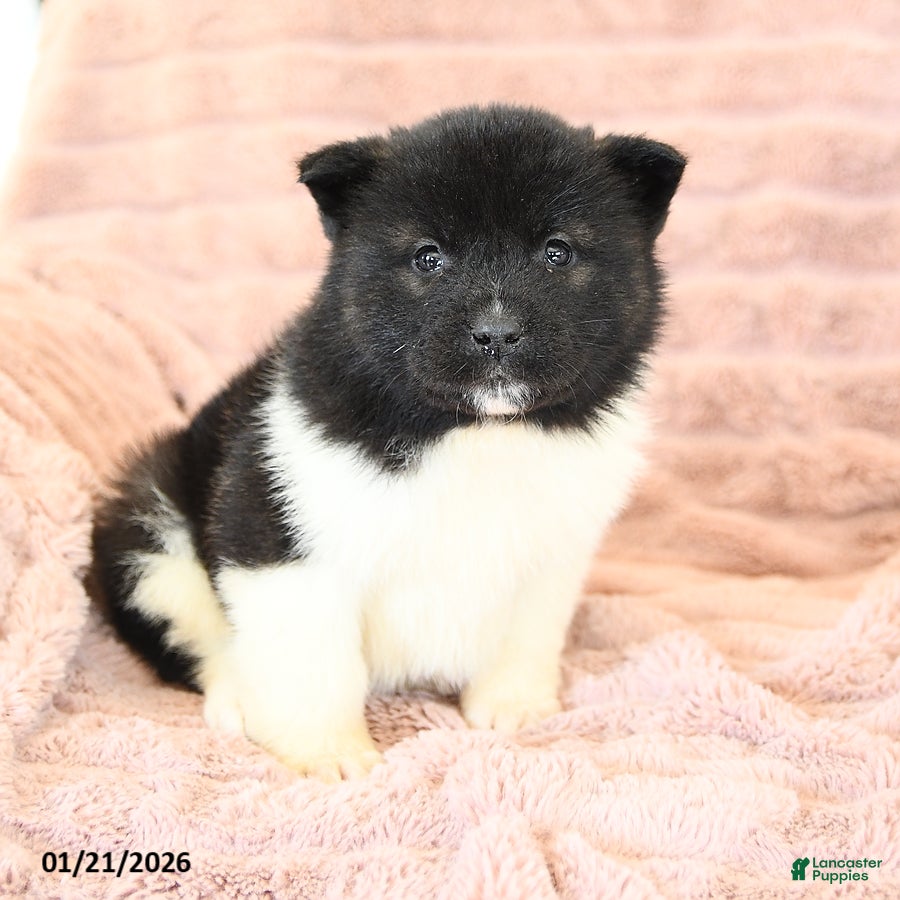 Akita dogs Flame - Ad 2