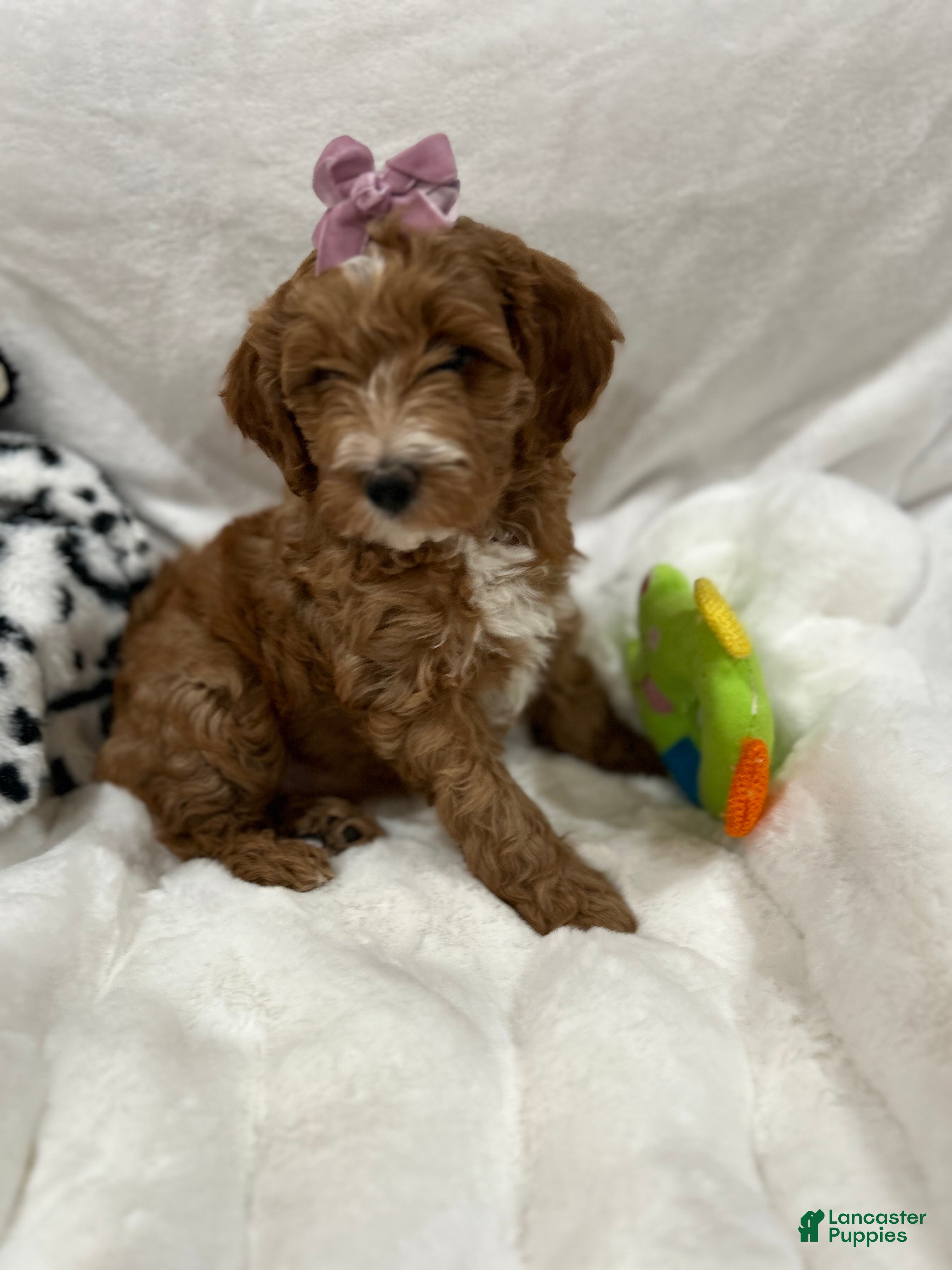 Mini Goldendoodle dogs for sale: Petite Juliette Mini Goldendoodle Puppy 4 - Ad 1