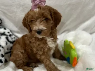 Mini Goldendoodle dogs for sale: Petite Juliette Mini Goldendoodle Puppy 4 - Ad 1