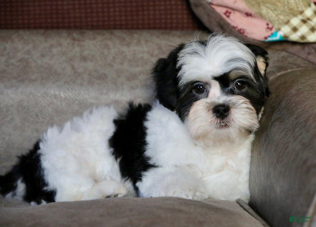 Shihpoo dogs for sale: Oliver - Ad 3