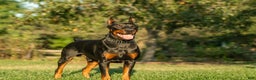Doberman Pinscher dogs for sale: Purple - Ad 7