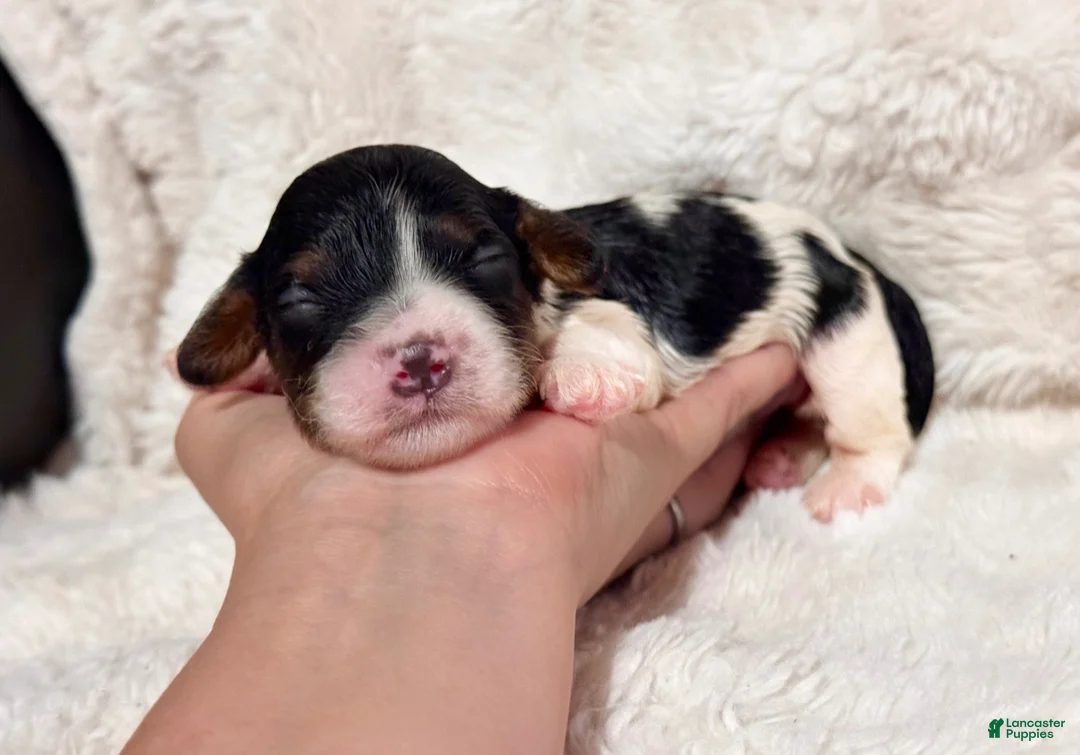 Cavapoo dogs for sale: Checkers  - Ad 2