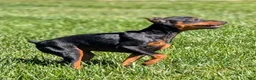Miniature Pinscher dogs for sale: Flash - Ad 4