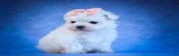 Maltese dogs for sale: Melodie 💕  - Ad 1