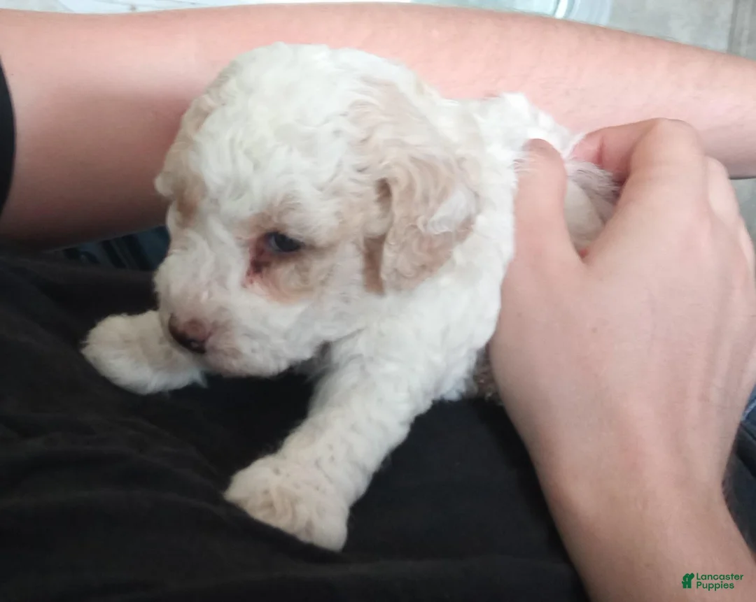 Toy Poodle dogs for sale: Toy Poodle 4 - Ad 2