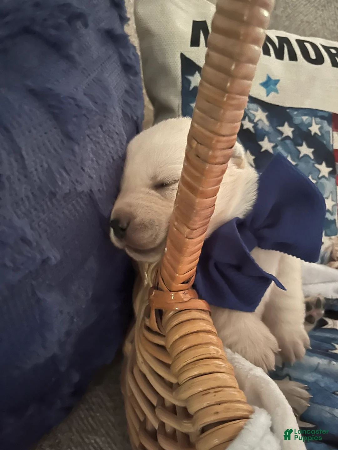 Labrador Retriever dogs for sale: Otis - Ad 2