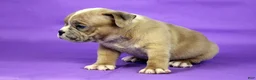 American Bully dogs for sale: Fawn Merle Female 2 - Ad 4