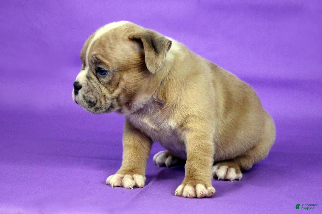 American Bully dogs for sale: Fawn Merle Female 2 - Ad 4