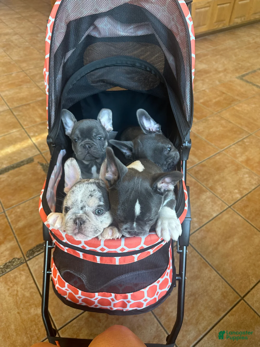 French Bulldog dogs for sale: French Bulldog Puppy  - Ad 4