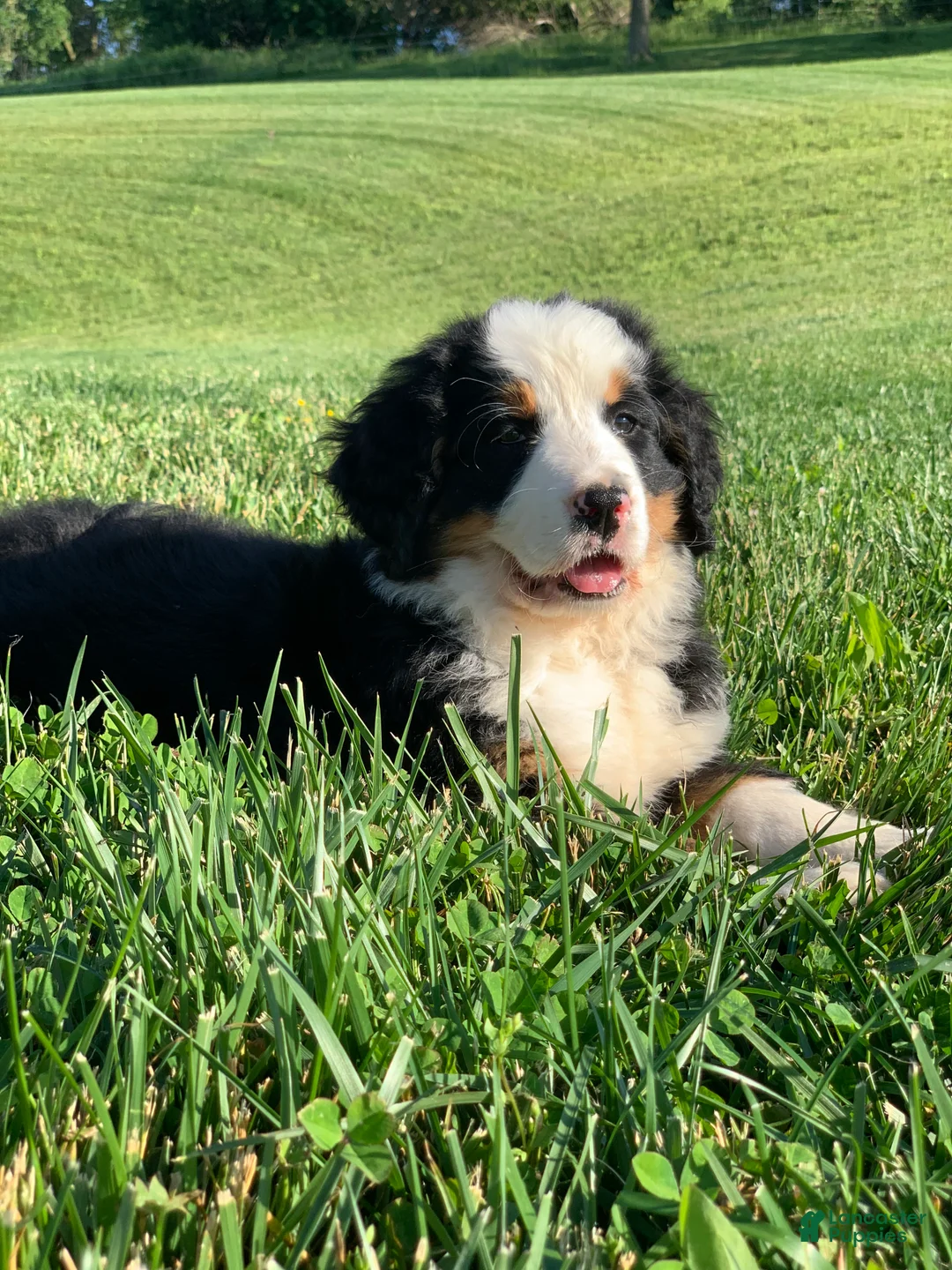 Bernese Mountain Dog dogs for sale: Alaska  - Ad 1