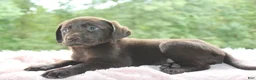 Labrador Retriever dogs for sale: Zoey  - Ad 4