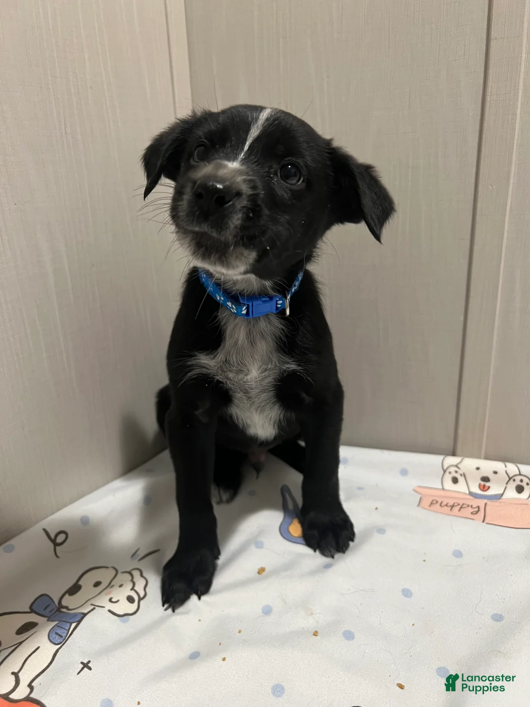 Mixed Breed dogs for sale: Dasher - Ad 5