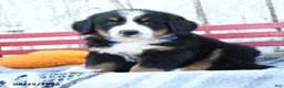 Bernese Mountain Dog dogs for sale: Blossom - Ad 3