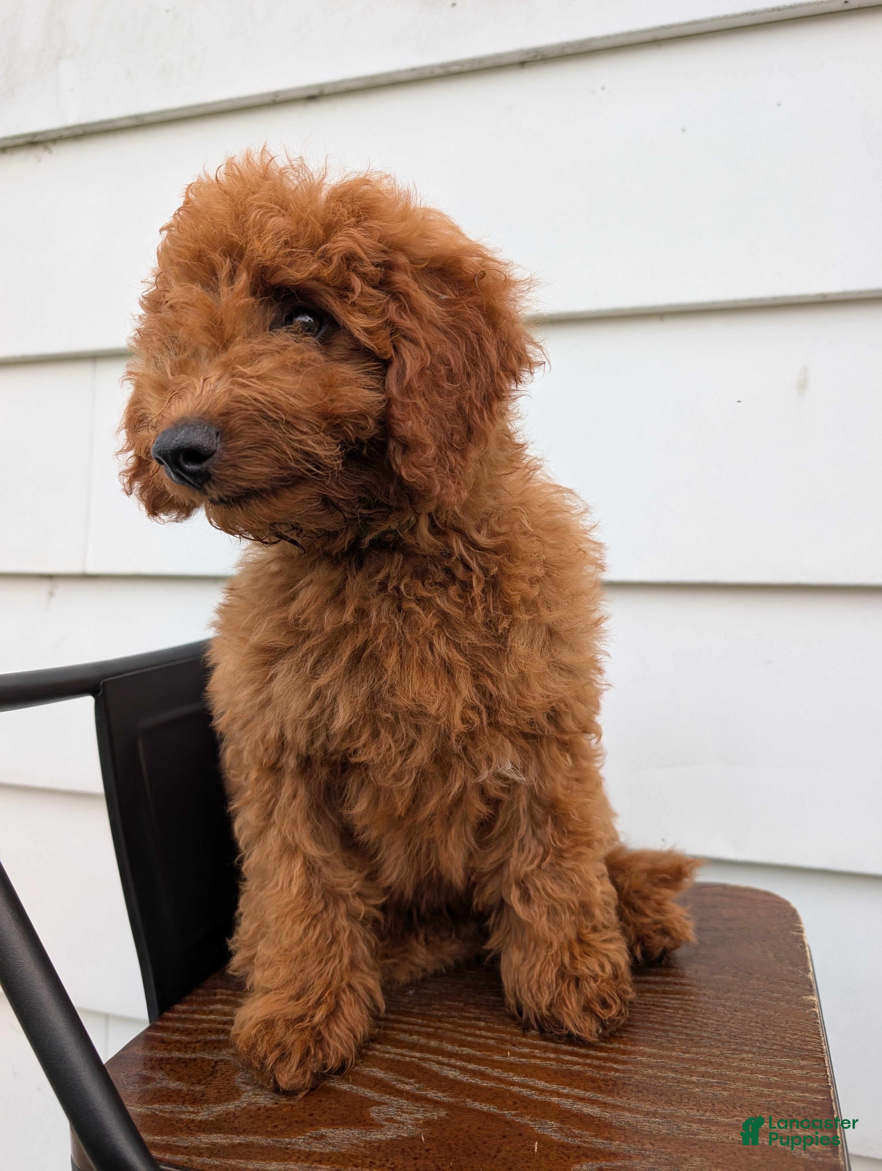Irish Doodle dogs Mini Irish Doodle  - Ad 2