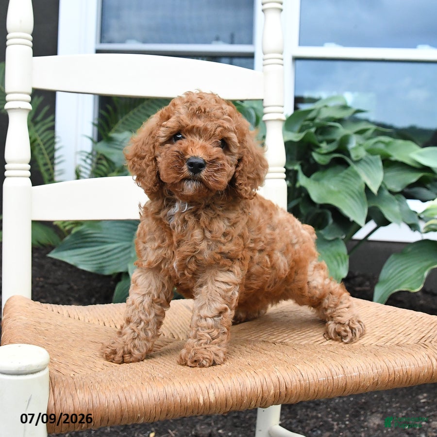 Toy Poodle dogs Nutmeg - Ad 1