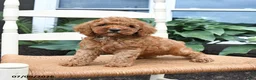 Toy Poodle dogs for sale: Nutmeg - Ad 1