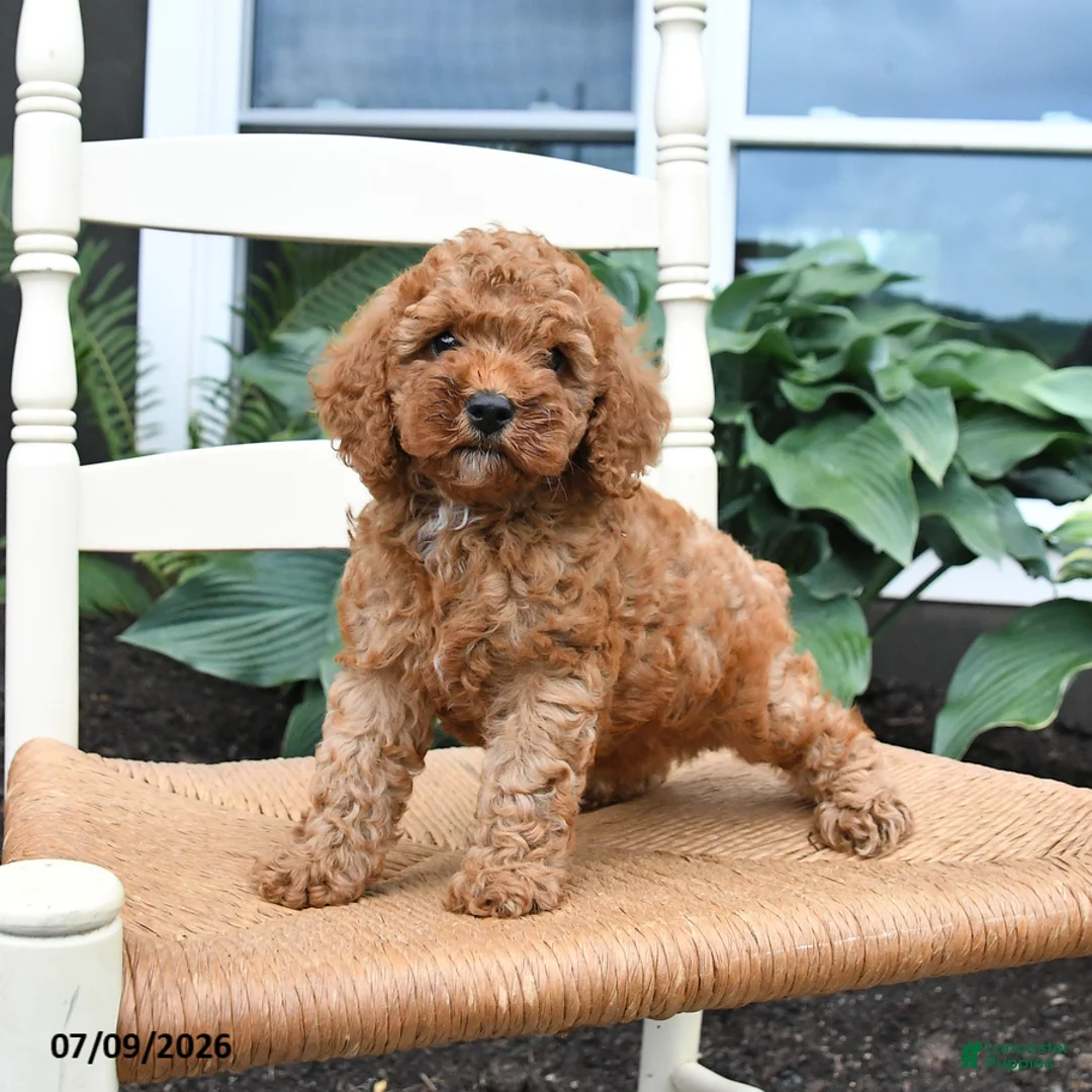 Toy Poodle dogs for sale: Nutmeg - Ad 1