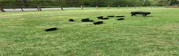 Rottweiler dogs for sale: Purple Female - Ad 14
