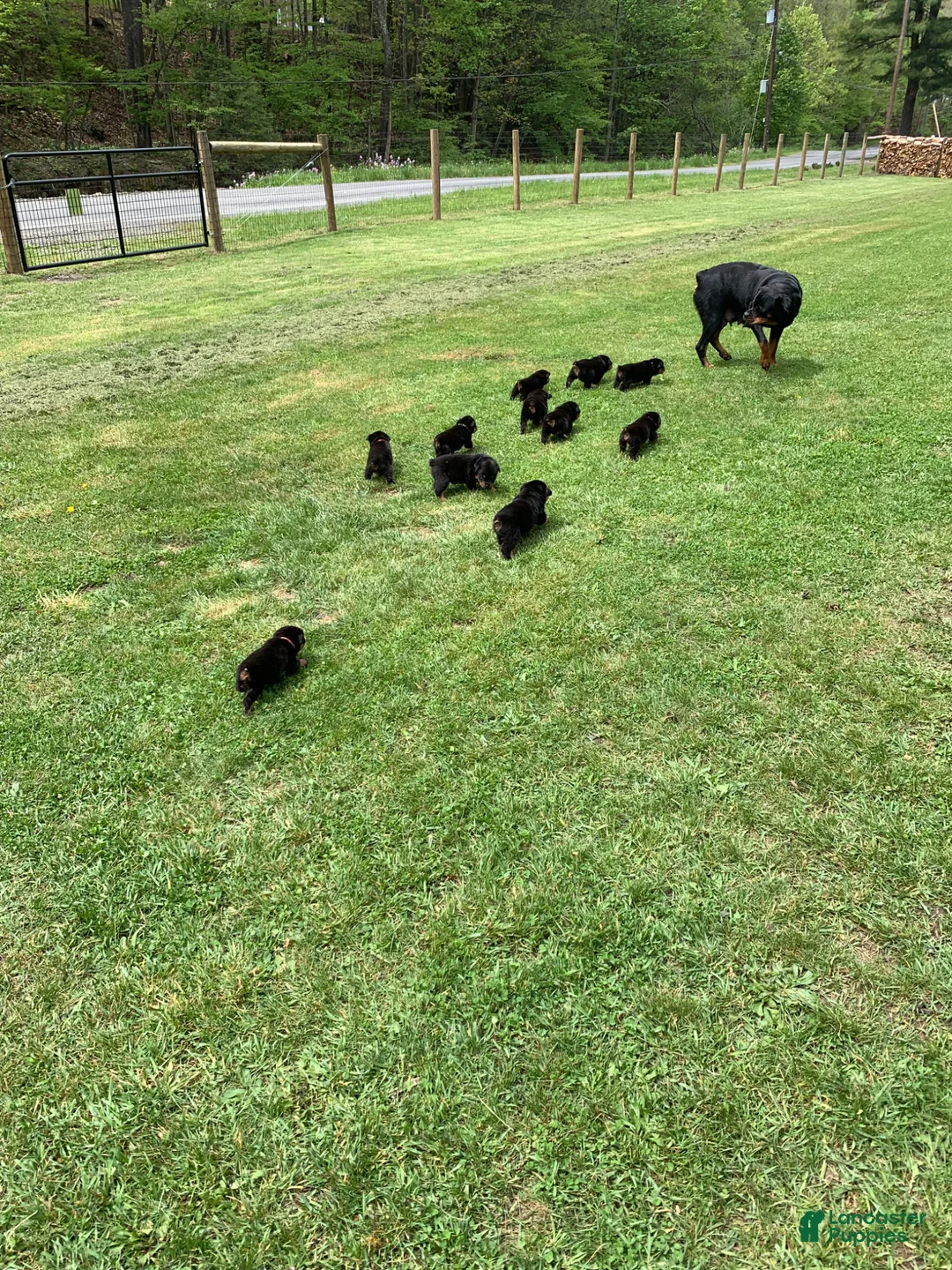 Rottweiler dogs for sale: Purple Female - Ad 14
