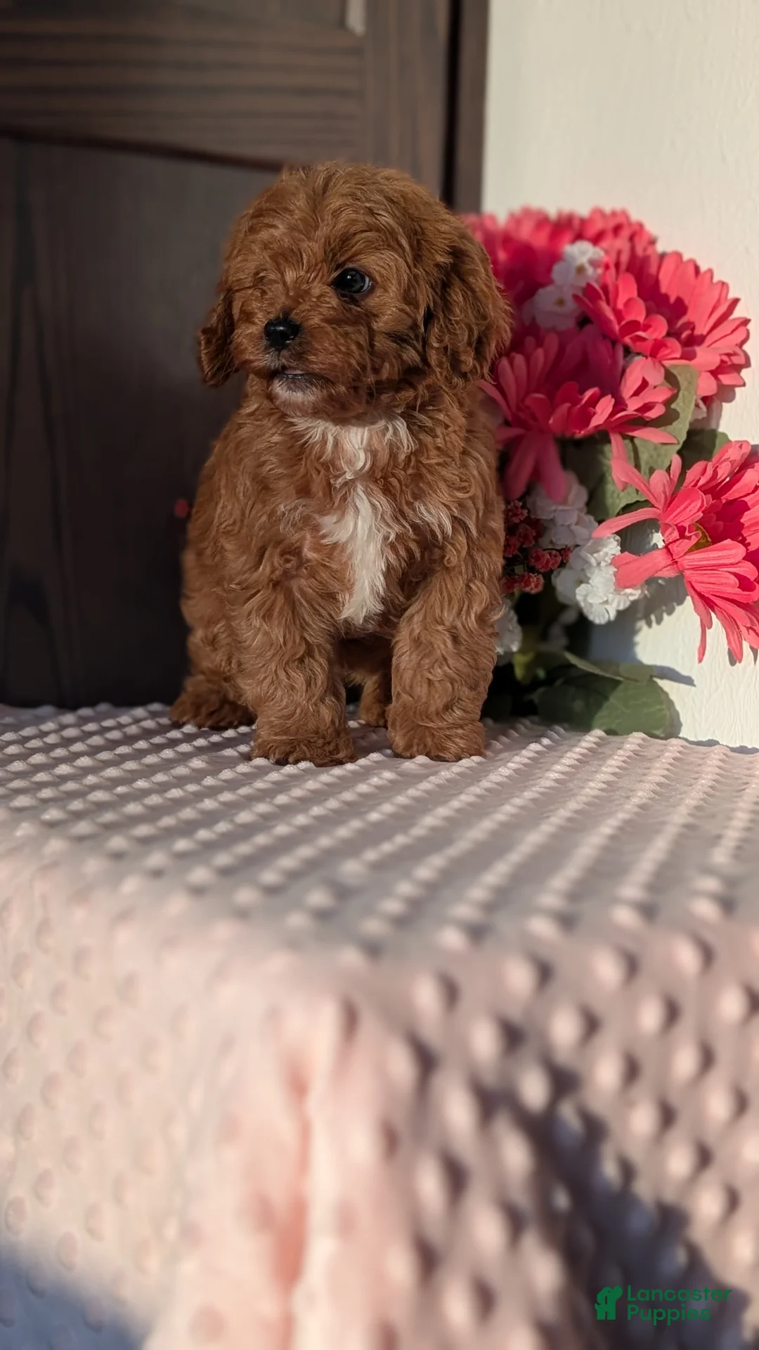 Cavapoo dogs for sale: Turbo  - Ad 9
