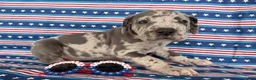 Great Dane dogs for sale: Petunia Great Dane  - Ad 6