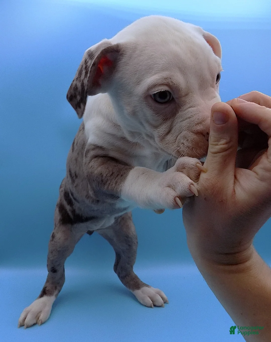 Mixed Breed dogs for sale: Lillith - Ad 3