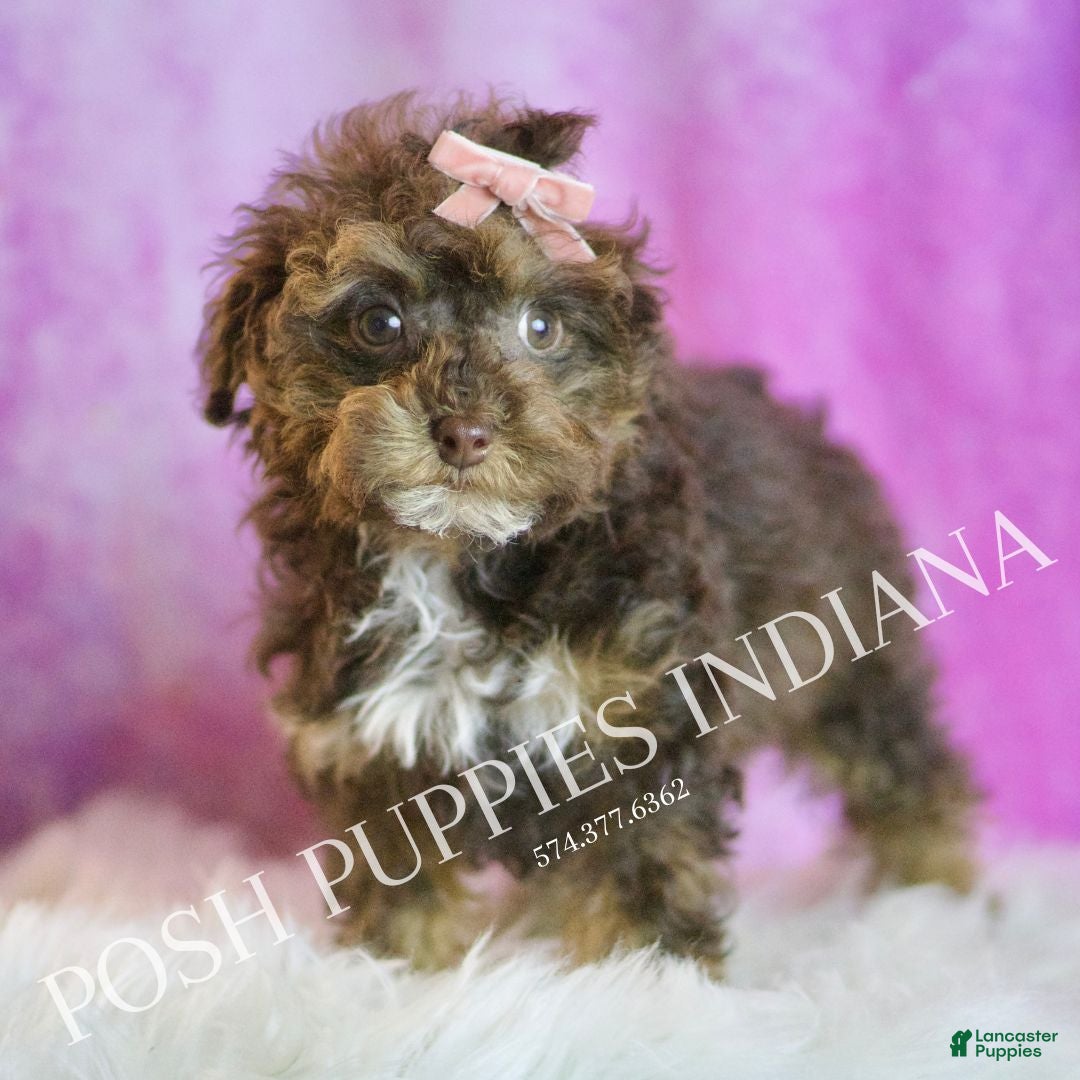 Toy Poodle dogs for sale: Celeste - Ad 6