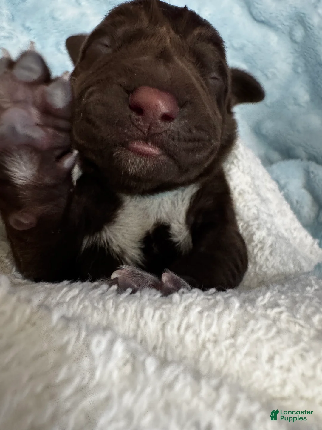 Mixed Breed dogs for sale: L Blue  - Ad 1