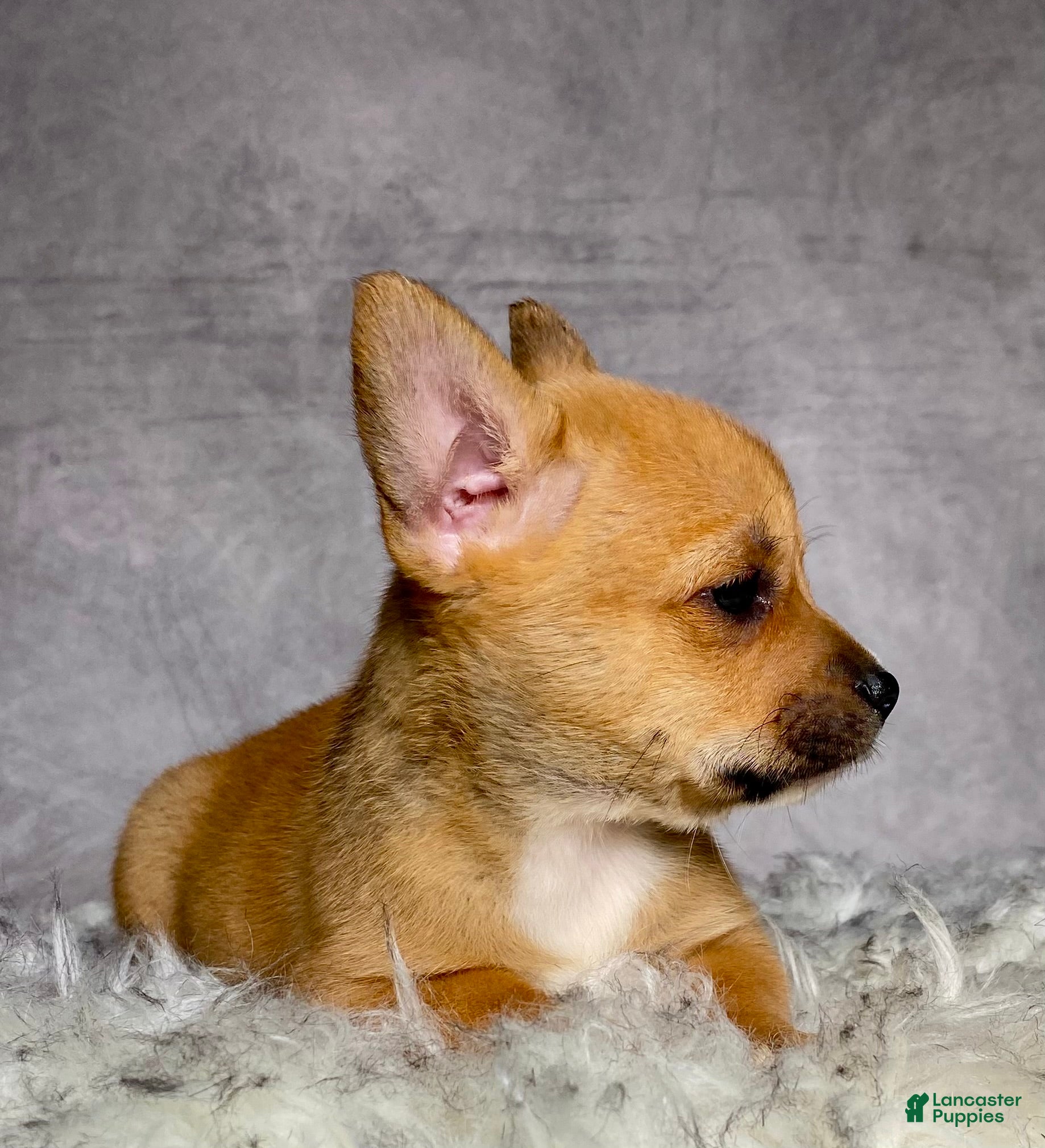 Mixed Breed dogs Miss Lacy - Ad 2