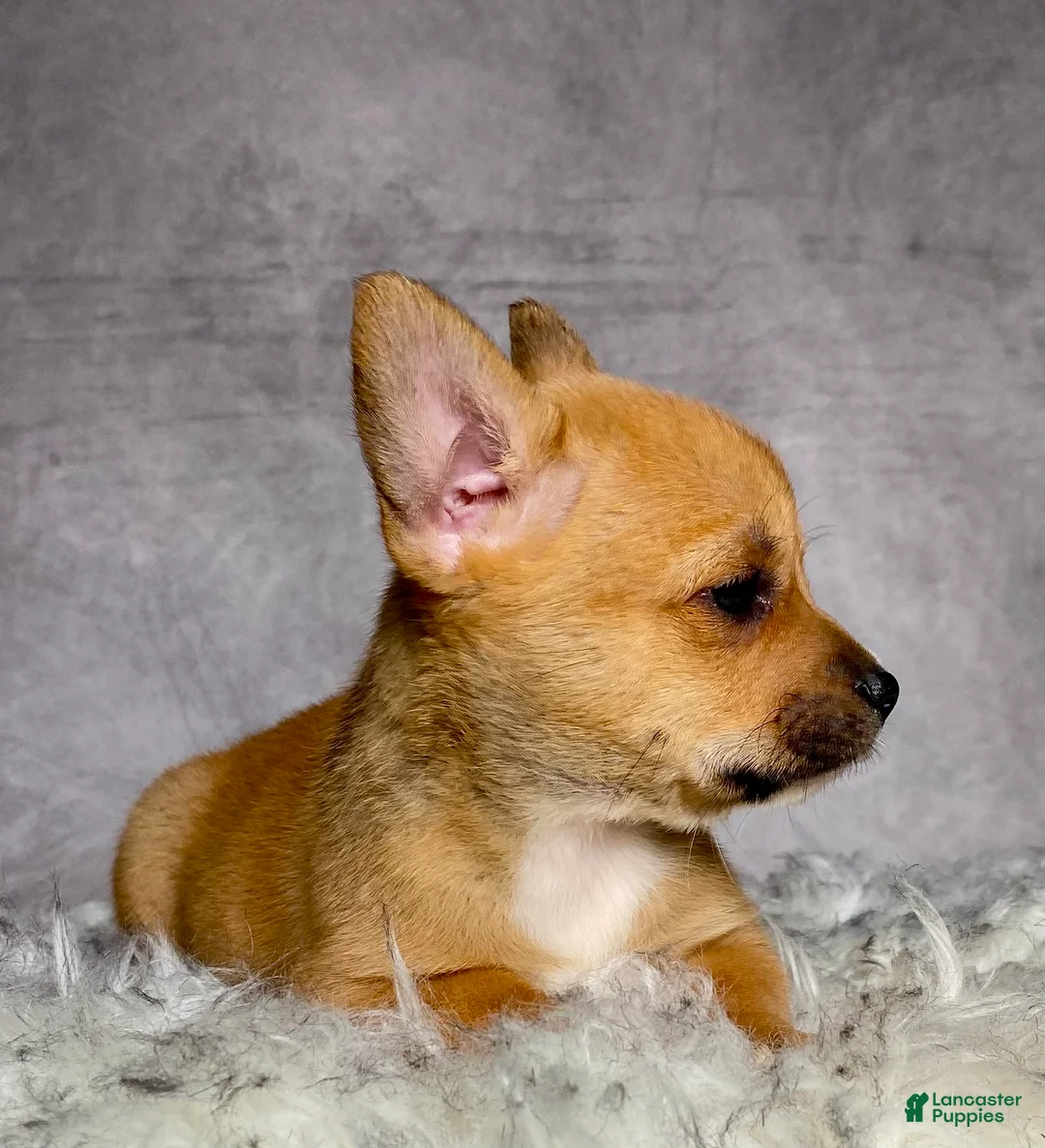 Mixed Breed dogs for sale: Miss Lacy - Ad 2
