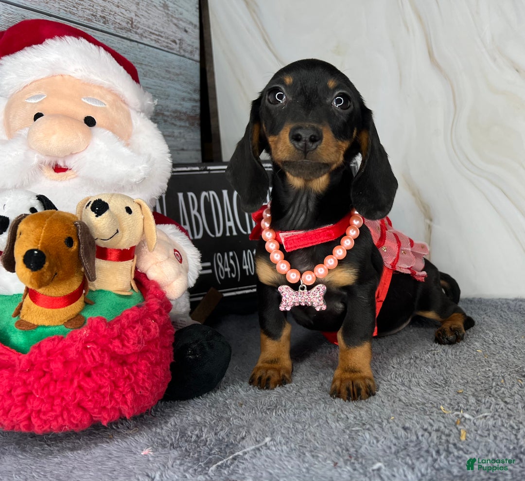 Miniature Dachshund dogs for sale: AKC Champion import - Ad 9