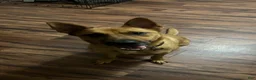 Mixed Breed dogs for sale: Mixed Breed 1 - Ad 3