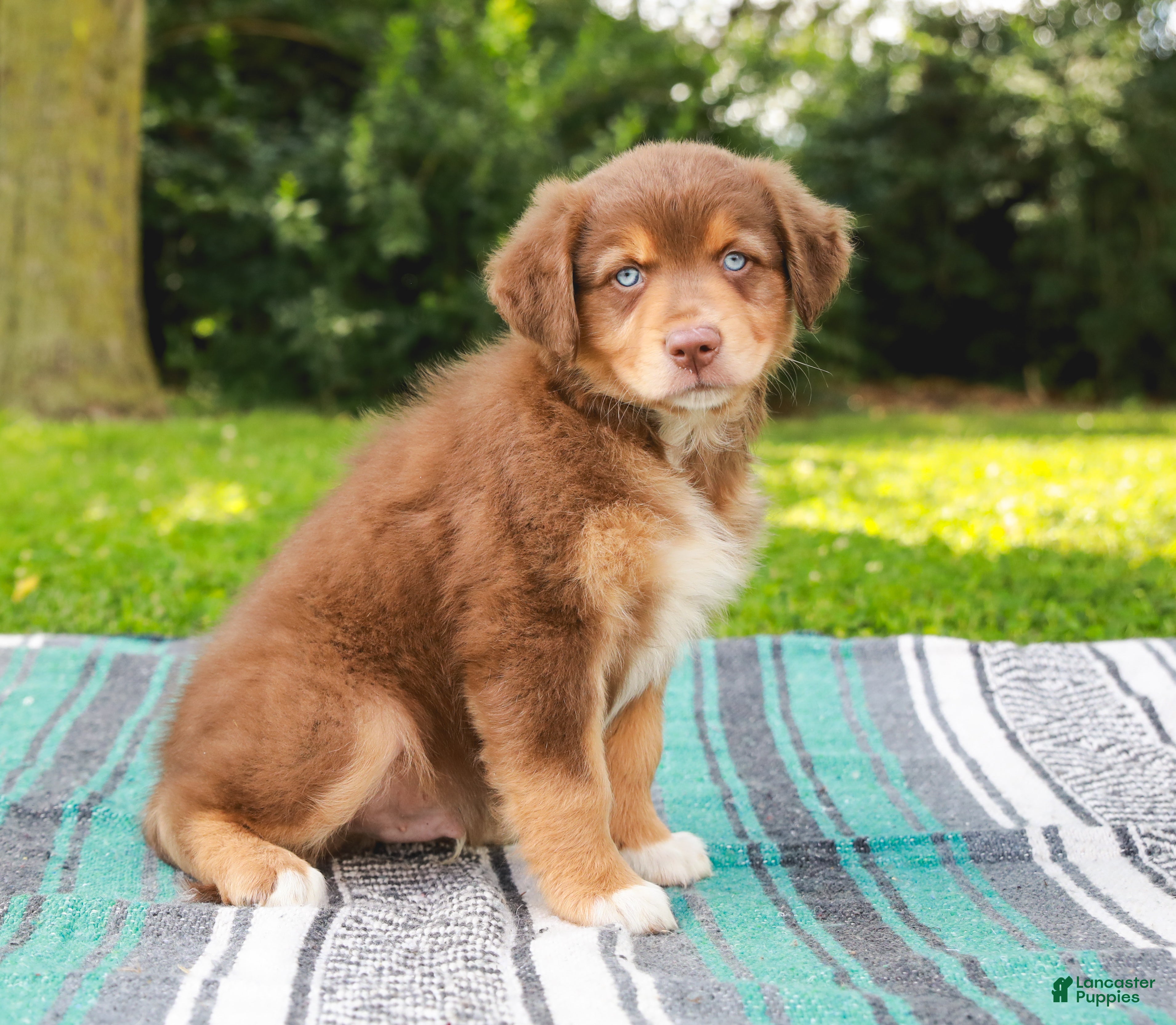 Australian Shepherd dogs Captain - Ad 2