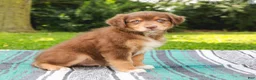 Australian Shepherd dogs for sale: Captain - Ad 2