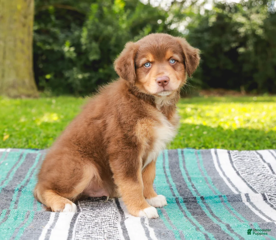 Australian Shepherd dogs for sale: Captain - Ad 2