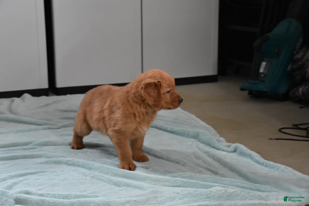 Golden Retriever dogs for sale: Finn    Genetic/OFA - Ad 2