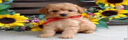 Mixed Breed dogs for sale: Parker - Ad 7