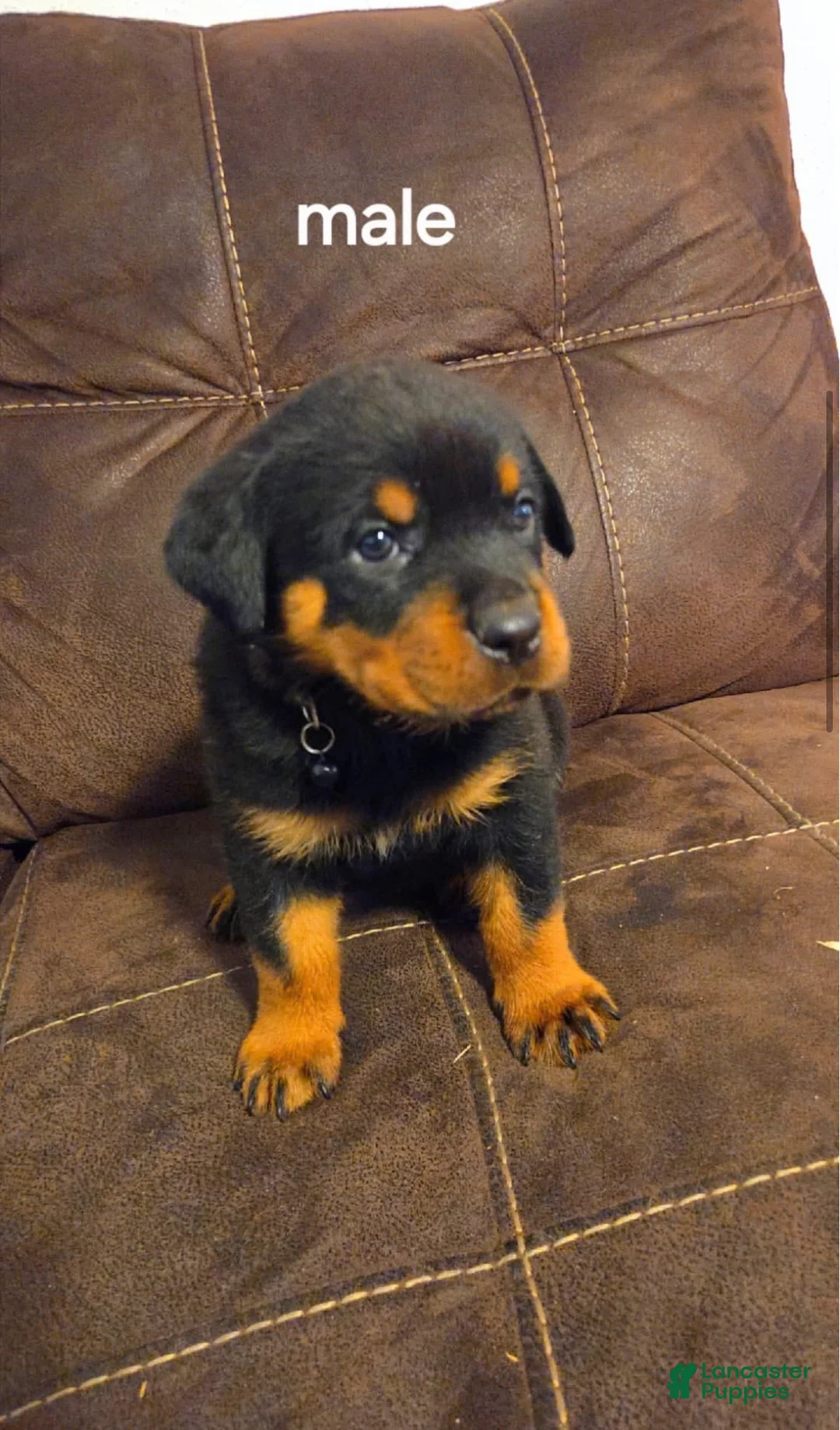 Rottweiler dogs for sale: Rottweiler Puppy 1 - Ad 1