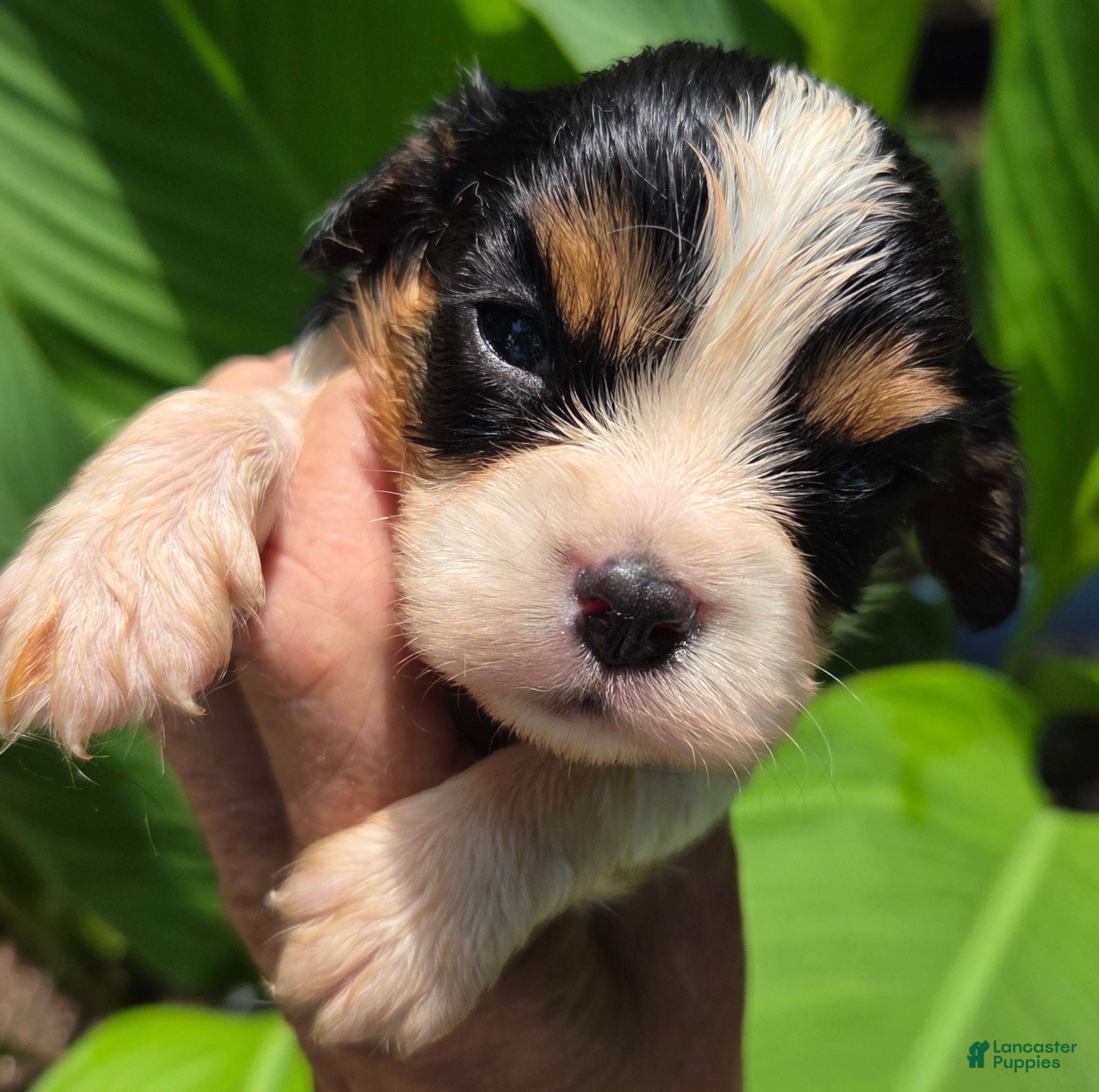 Cavalier King Charles Spaniel dogs Cavalier King Charles Spaniel Puppy 5 - Ad 2