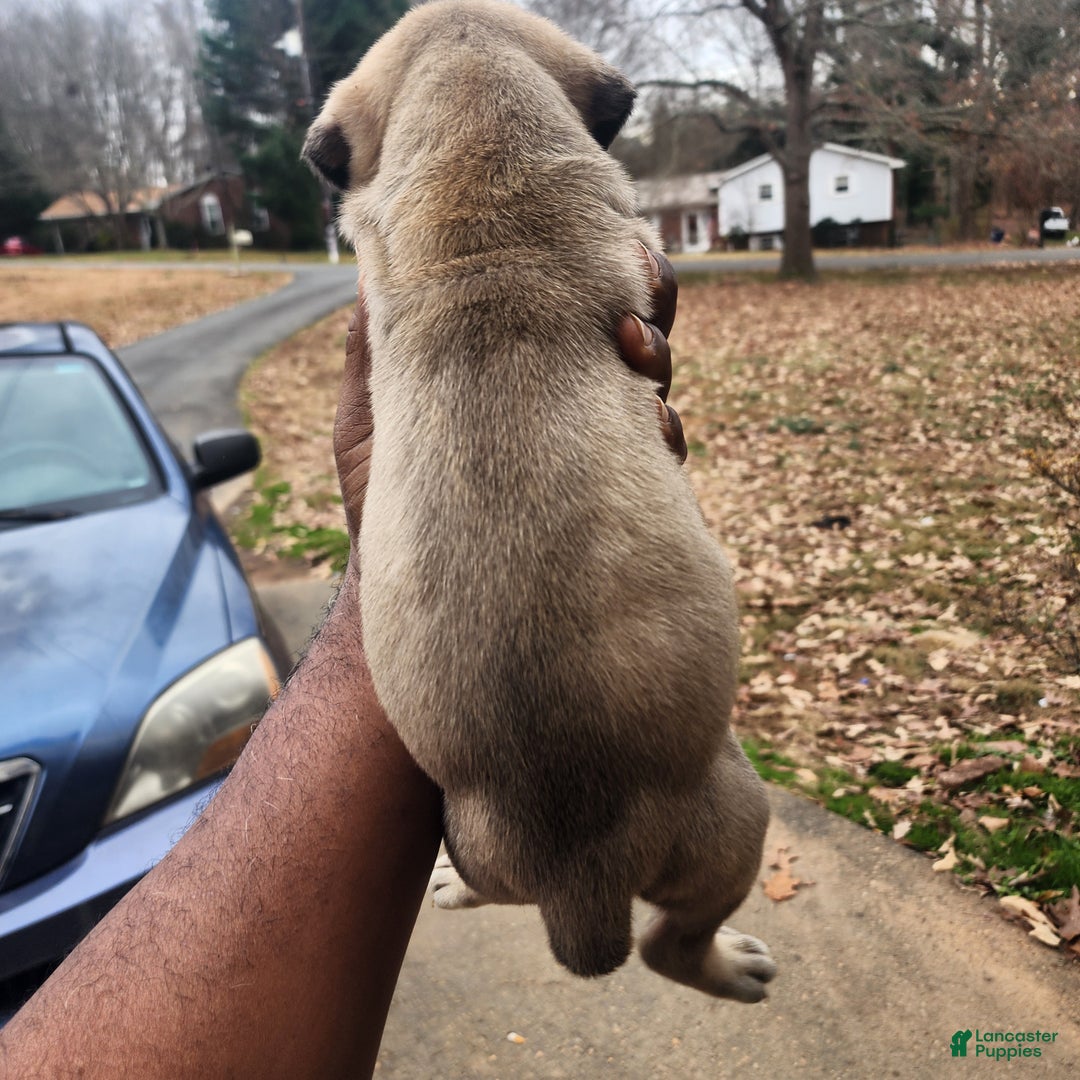 South African Boerboels dogs for sale: Mark - Ad 2