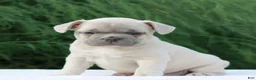 French Bulldog dogs for sale: Love  - Ad 3