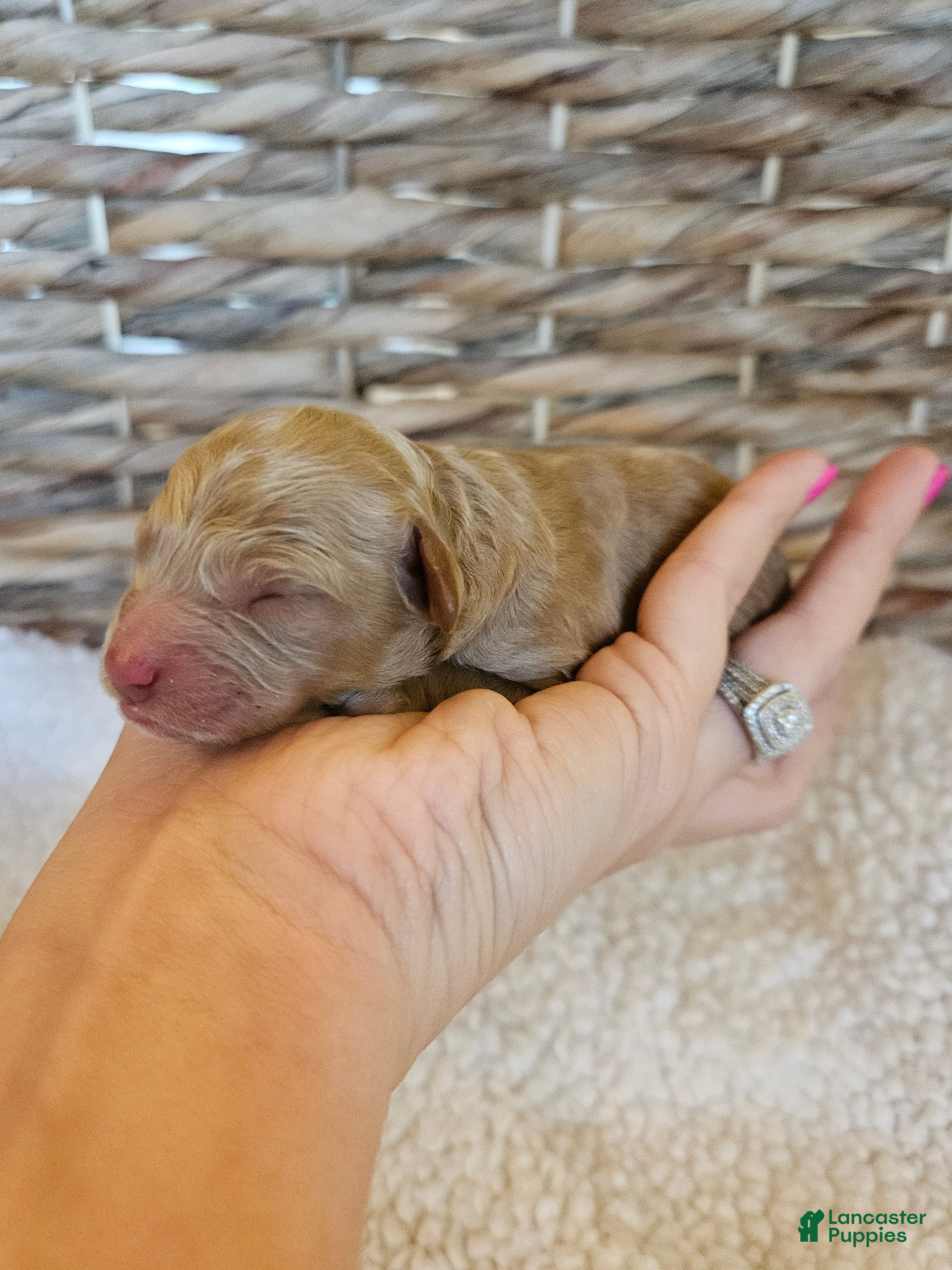 Cavapoo dogs Boone - Ad 17