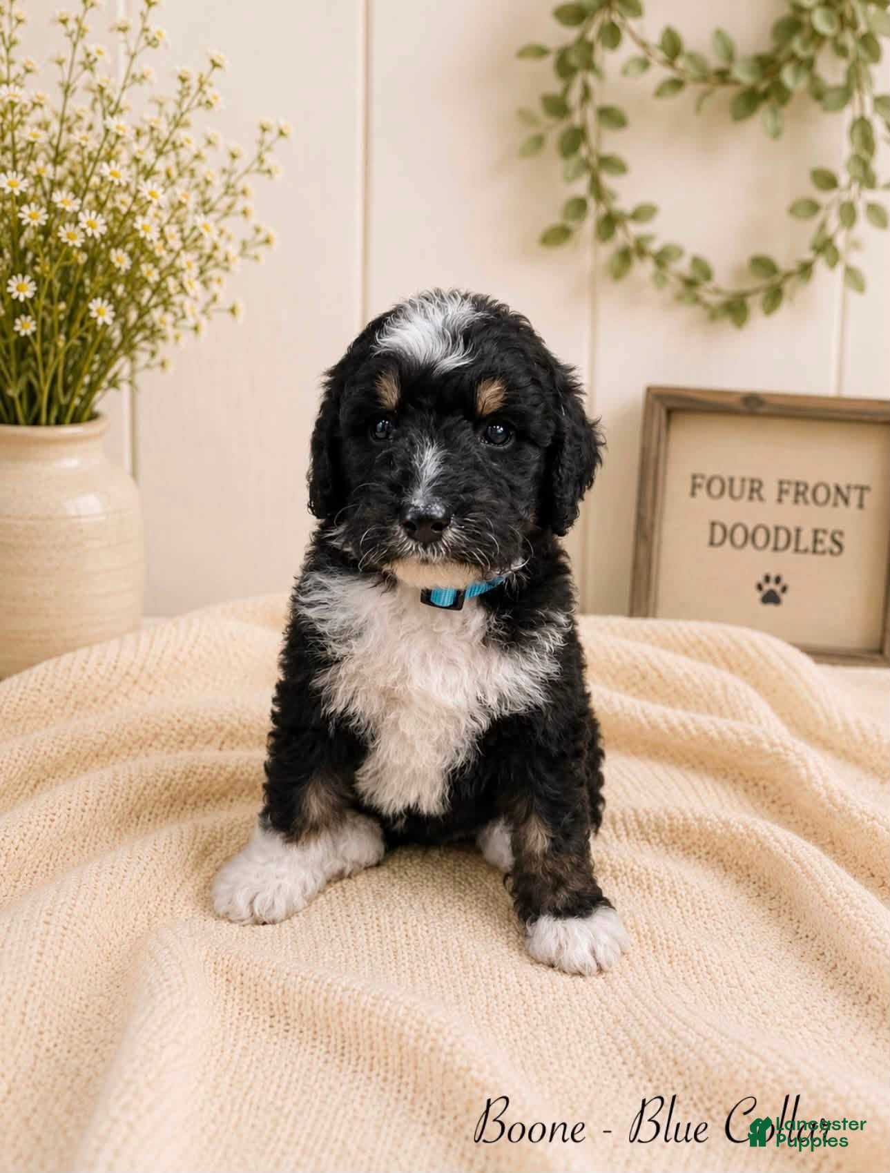 Bernedoodle dogs Bernedoodle 4 - Ad 1