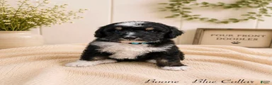 Bernedoodle 4